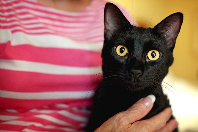 Живой груз: как летать с домашними питомцами