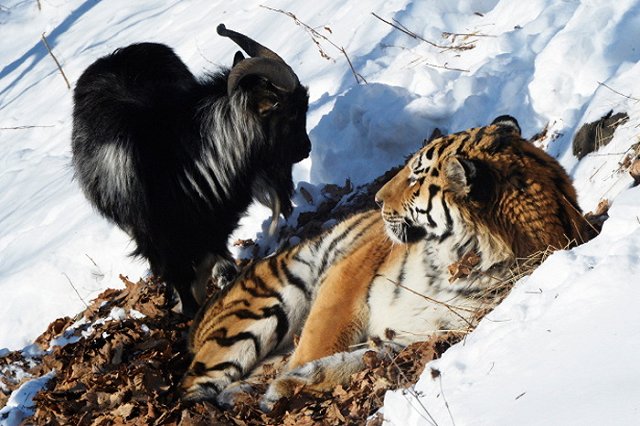 Умер друг тигра Амура козел Тимур