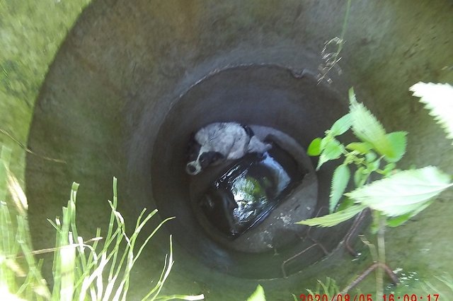 В Екатеринбурге мужчина спас умирающую от голода собаку из канализационного люка