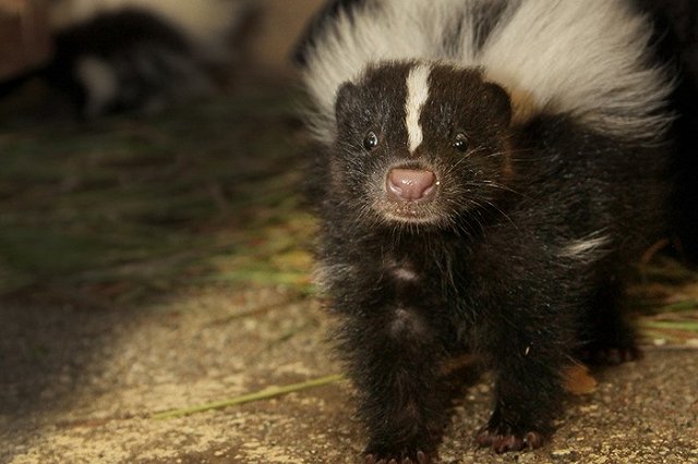 В Екатеринбургском зоопарке стало на шесть скунсов больше