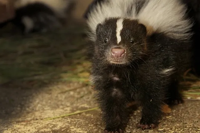 В Екатеринбургском зоопарке стало на шесть скунсов больше