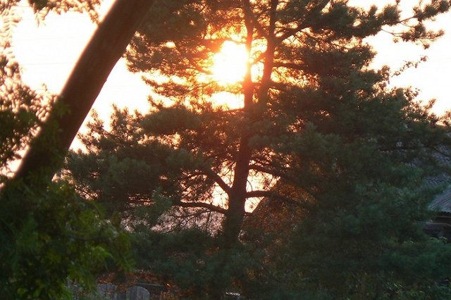 Блэкаут в Екатеринбурге произошел из-за гигантской сосны