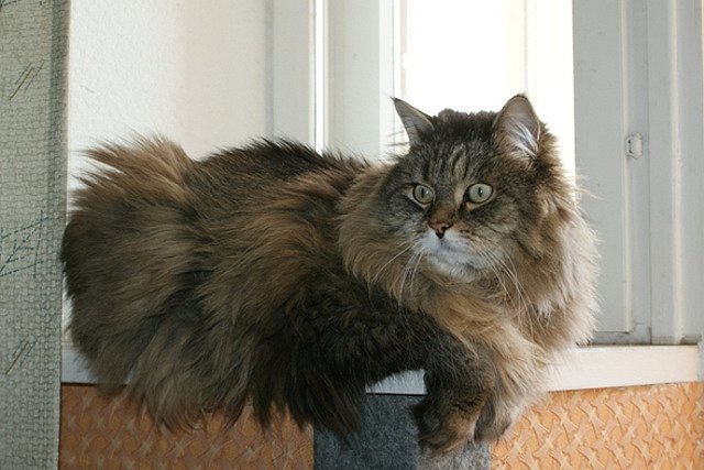 Владельцы Сатаны поднимут вопрос, может ли кошка гулять сама по себе