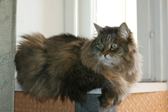 Владельцы Сатаны поднимут вопрос, может ли кошка гулять сама по себе