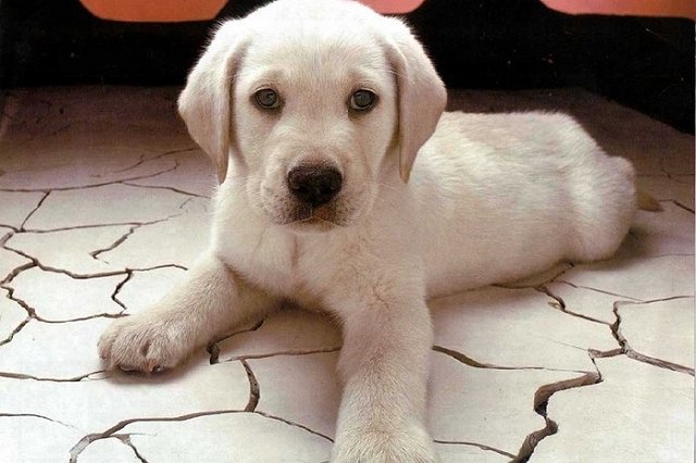 Челябинка выбросила щенка с балкона шестого этажа