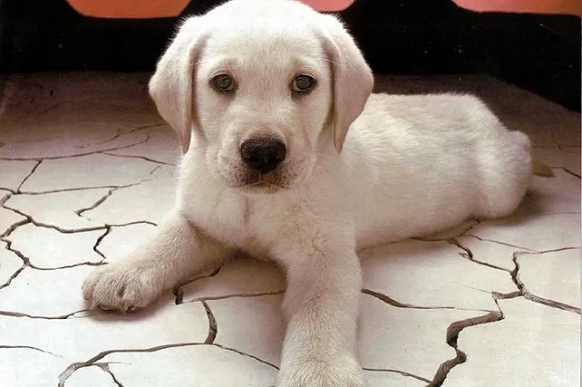 Челябинка выбросила щенка с балкона шестого этажа