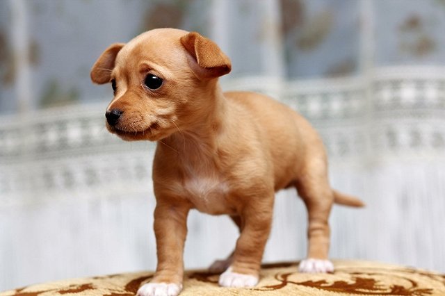 У пенсионерки украли собаку породы чихуахуа