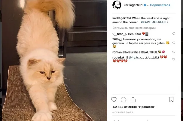 Лагерфельд завещал часть своего состояния кошке