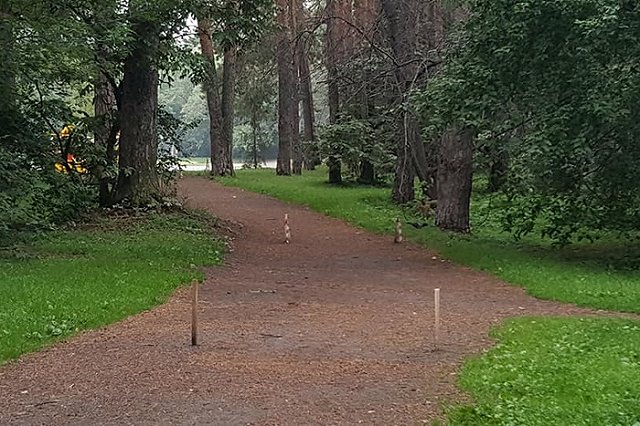 Сегодня вечером пройдет сбор подписей за приостановку работ в Зеленой роще
