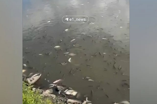 Исеть возле парка Маяковского завалило трупами рыб