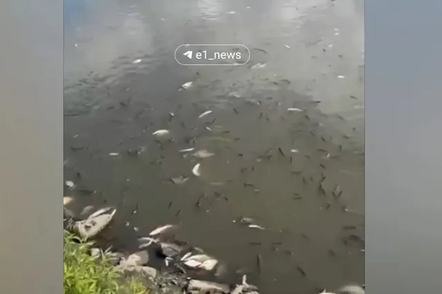 Исеть возле парка Маяковского завалило трупами рыб