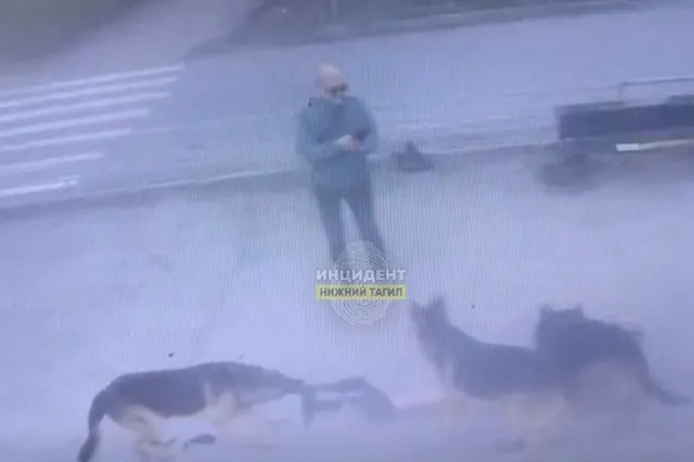 В Нижнем Тагиле владелец трех овчарок натравливате их на людей и снимает расправу на свой телефон