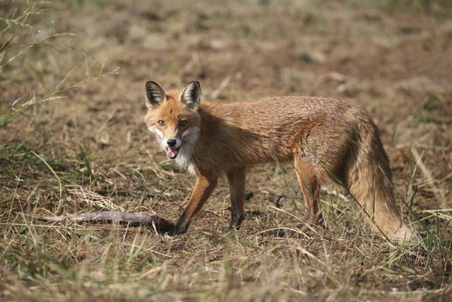 Домашняя лиса искусала ребенка-инвалида в Пермском крае