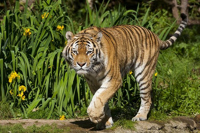 Амурские тигры вышли к лагерю стройотряда в Приморье