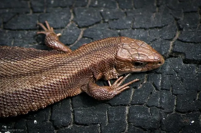 Российского ученого арестовали на Шри-Ланке за сбор жуков и ящериц