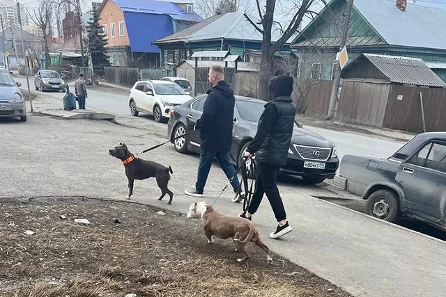 В Екатеринбурге хозяева бойцовских собак кошмарят соседей