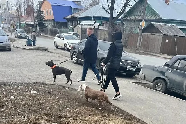 В Екатеринбурге хозяева бойцовских собак кошмарят соседей