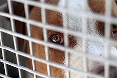 В Нижнем Тагиле питбуль покусал женщину и загрыз ее питомца