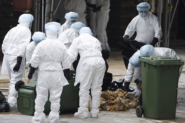 Министерство сельского хозяйства Китая сообщило о вспышке птичьего гриппа