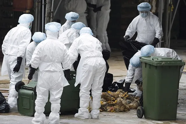 Министерство сельского хозяйства Китая сообщило о вспышке птичьего гриппа