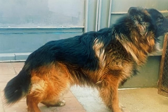 В Свердловской области служебным собакам ищут новый дом