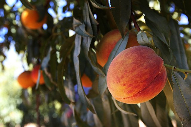 СМИ: Кремль готовится смягчить продуктовое эмбарго для трех стран ЕС