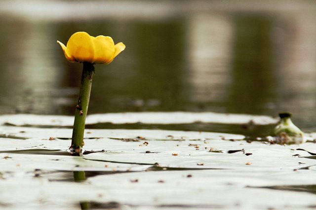 Следствие вновь просит горожан помочь опознать труп, найденный на берегу пруда