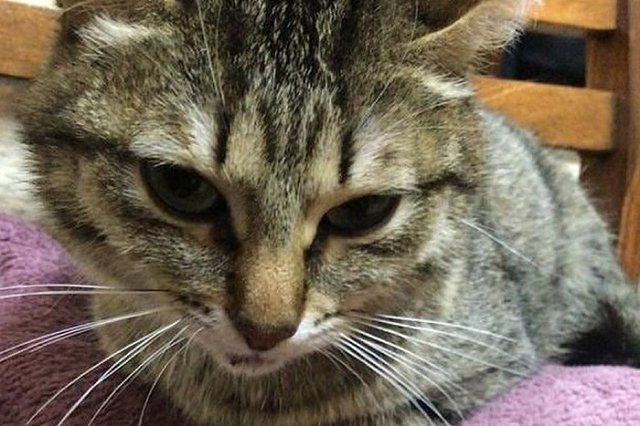 Свердловчанина, который выбросил кошку из окна, отправили в колонию строгого режима