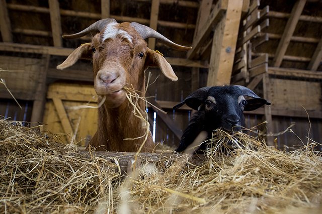 УГМК построит на Урале крупнейшую в Европе козью ферму