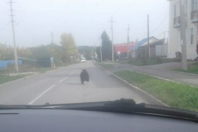 В Серове, Реже и Североуральске на улицах заметили медвежат