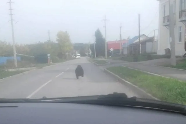 В Серове, Реже и Североуральске на улицах заметили медвежат