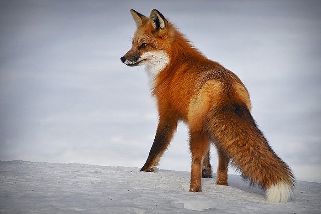 На Среднем Урале пересчитают диких животных по следам