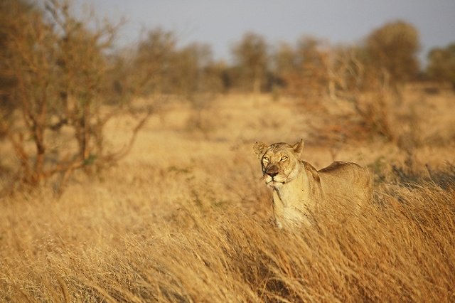 Forbes рассказал о главном увлечении главы «Роснефти»