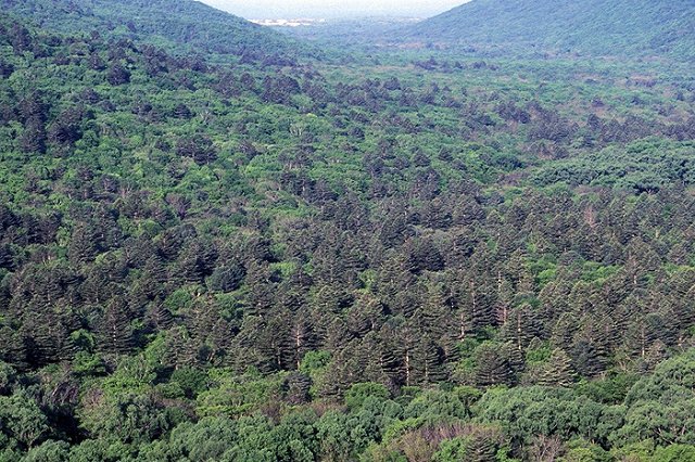 Трутнев: перепродать дальневосточный гектар китайцам не получится