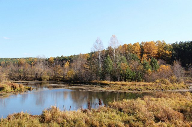 В октябре на Урале зарегистрирован очередной случай укуса клеща