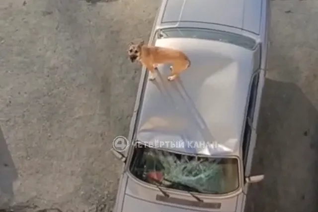 В Среднеуральске пьяный мужчина выбросил собаку с балкона 5 этажа