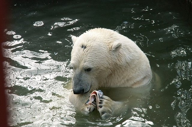 Прокуратура начала проверку по факту убийства белого медведя взрывпакетом