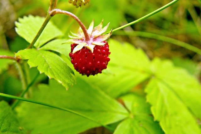Трое подростков и ребенок заблудились в лесу в Свердловской области