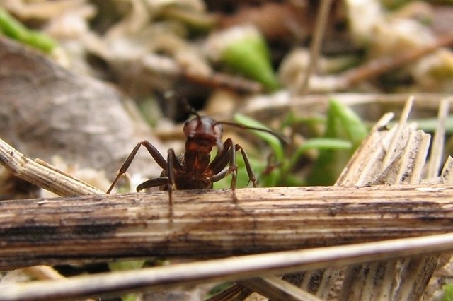 Муравей не смог утащить из магазина в Италии огромный бриллиант для королевы