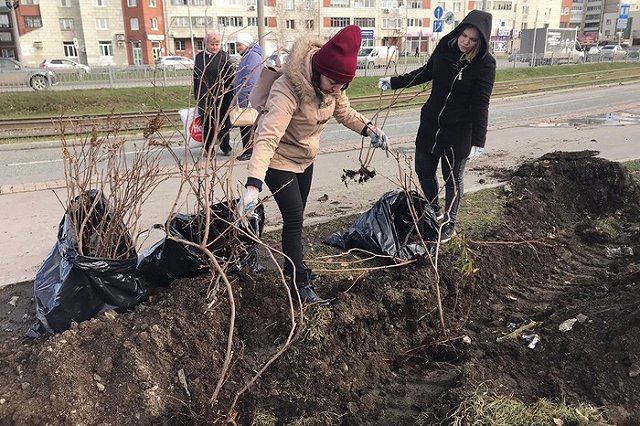 Спецавтобаза высадила деревья на месте бывшей свалки мусора