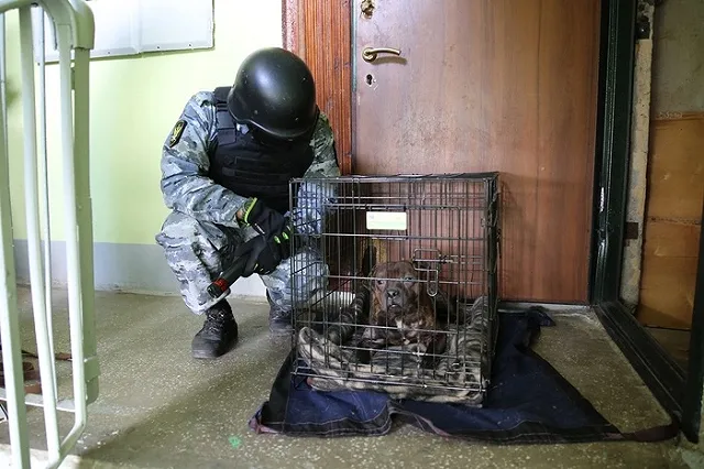 В Екатеринбурге приставы спасли запертых в квартире четырех изможденных питбулей