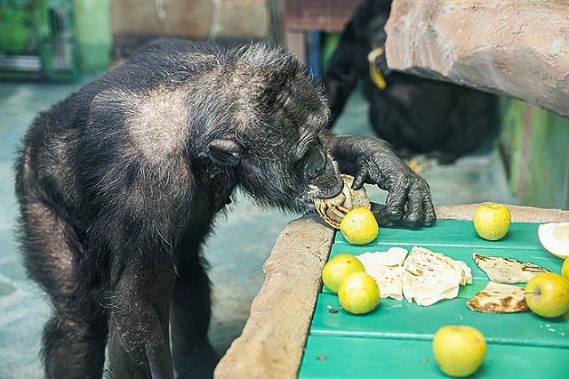 В Екатеринбургском зоопарке напекли блинов для «дальних родственников» (ФОТО)