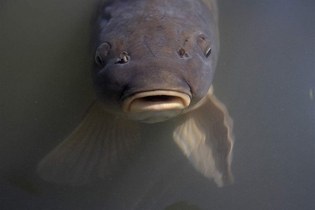 Гигантские карпы нагнали страха на команду американских студентов