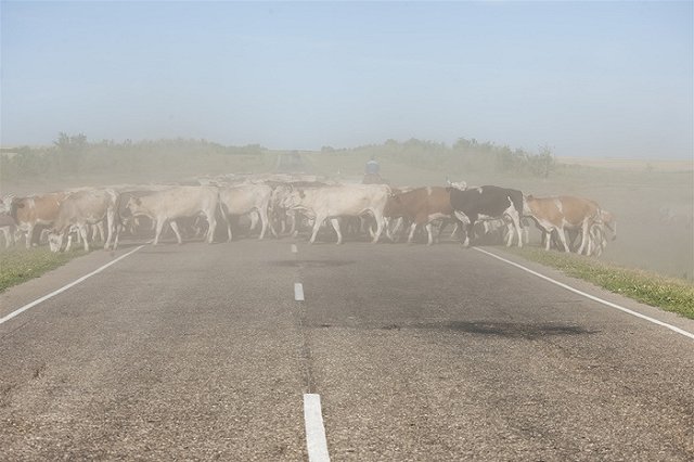 Полицейские нашли семью свердловчан, потерявшуюся в Казахстане