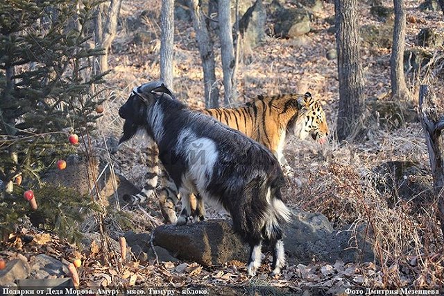 Амура и Тимура решили расселить