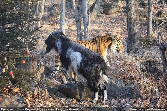 Амура и Тимура решили расселить