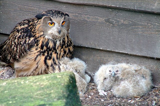 Воронежский зоопарк решил усыпить всех своих птиц из-за инфекции