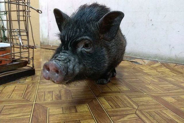 К мини-пигу, от которого отказались хозяева, выстроилась очередь новых