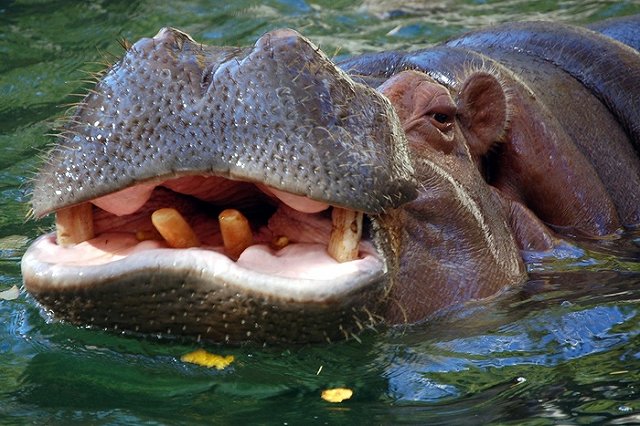 Наследство Пабло Эскобара приумножилось: город тиранят «кокаиновые бегемоты»