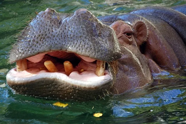 Наследство Пабло Эскобара приумножилось: город тиранят «кокаиновые бегемоты»